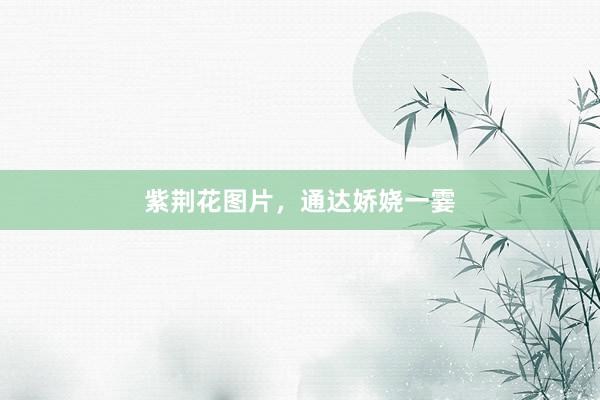 紫荆花图片，通达娇娆一霎